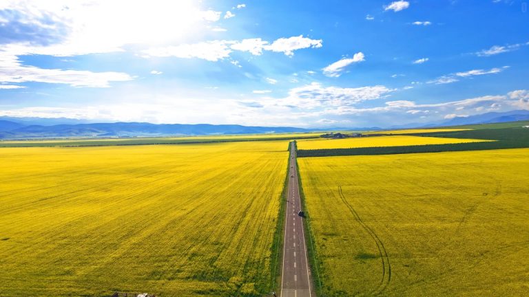 The Qinghai-Gansu Grand Loop The Rapeseed Flowers of Menyuan